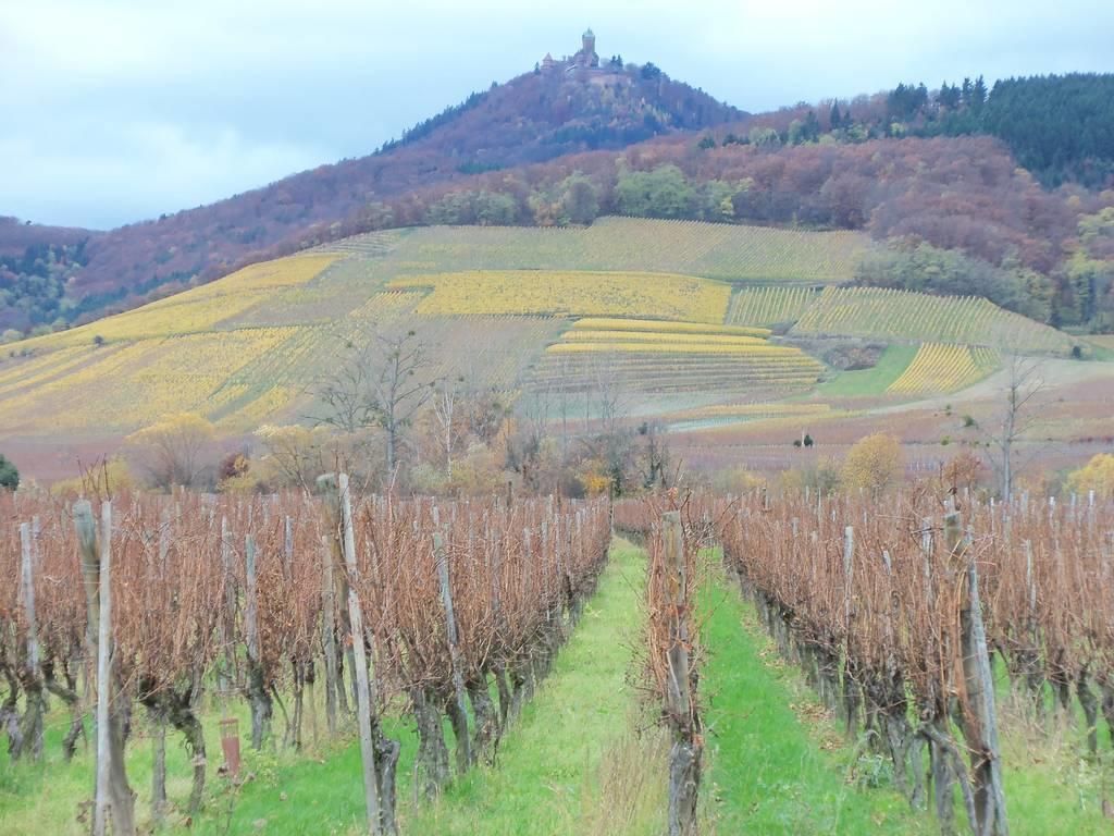 Apartment Route Du Vin Centre Alsace أورشويليه الغرفة الصورة
