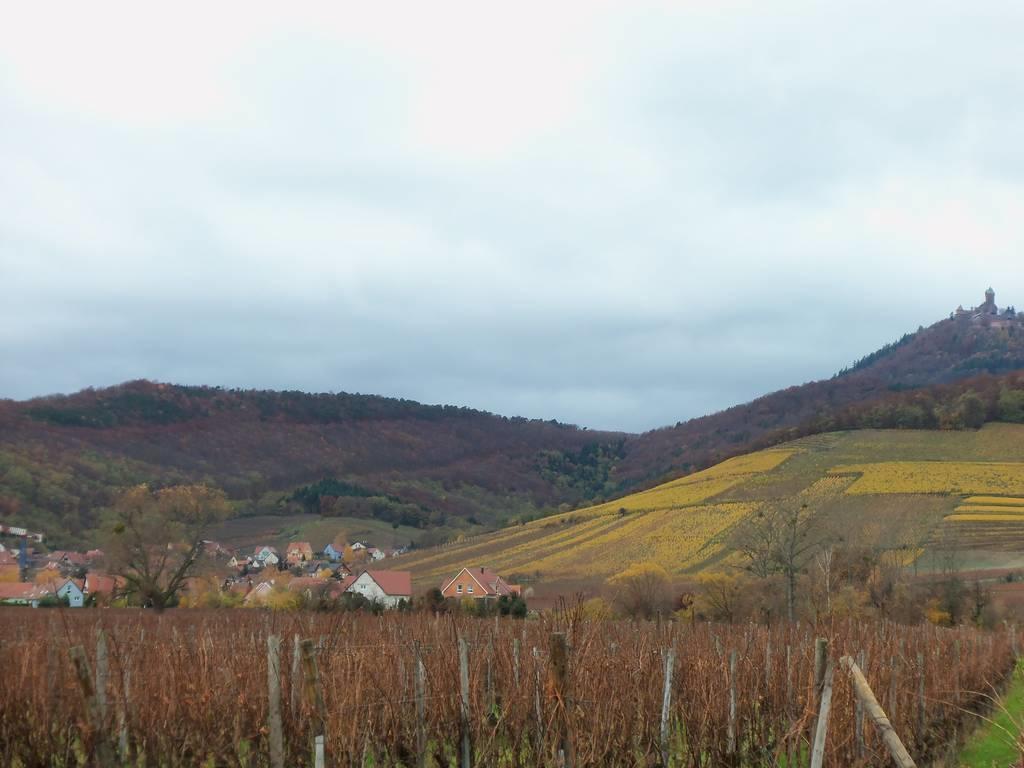 Apartment Route Du Vin Centre Alsace أورشويليه الغرفة الصورة